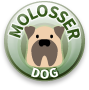 Molosser Dog