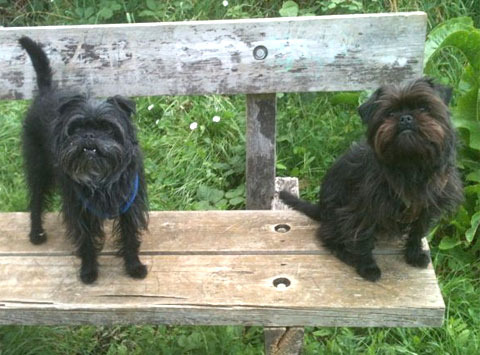 Affenpinscher