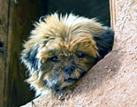 Affenpinscher