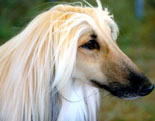 Afghan Hound