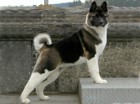 Akita