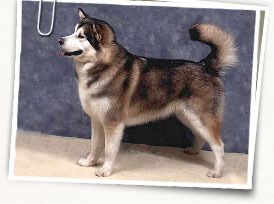 Alaskan Malamute