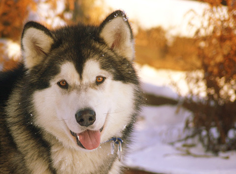 Alaskan Malamute