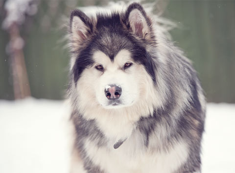 Alaskan Malamute