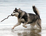 Alaskan Malamute