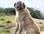 Anatolian Shepherd Dog