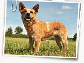 Australian Cattle Dog