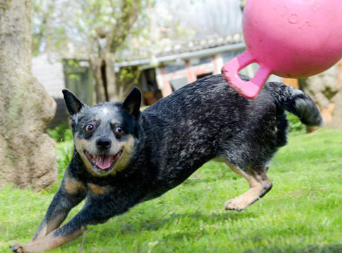 Australian Cattle Dog