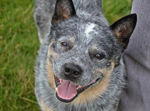 Australian Cattle Dog