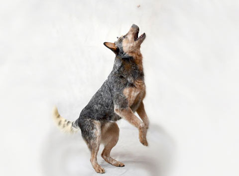 Australian Cattle Dog