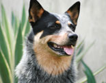 Australian Cattle Dog