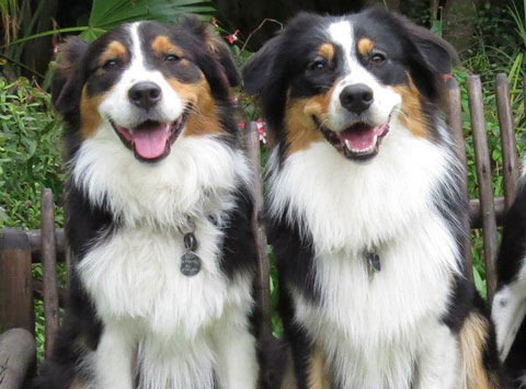 Australian Shepherd