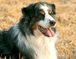 Australian Shepherd