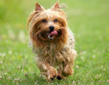 Australian Silky Terrier