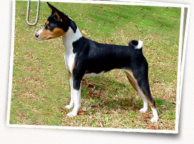 Basenji