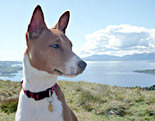 Basenji