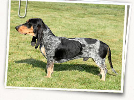 Basset Bleu de Gascogne