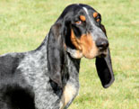 Basset Bleu de Gascogne