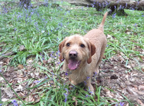 Basset Fauve de Bretagne