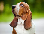 Basset Hound