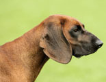 Bavarian Mountain Hound