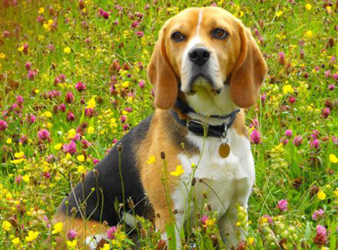 Beagle