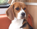 Beagle