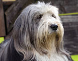 Bearded Collie