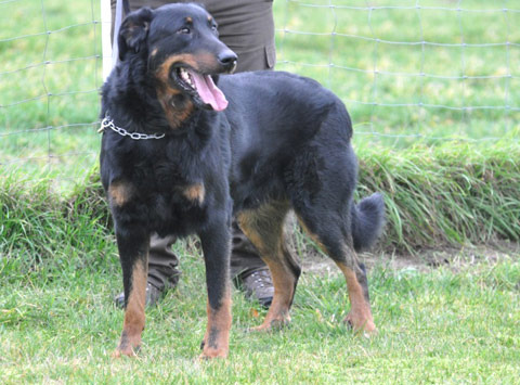 Beauceron