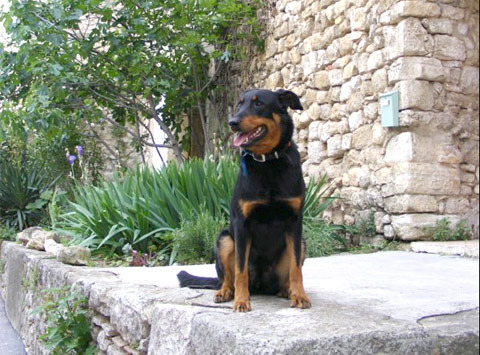 Beauceron