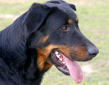 Beauceron