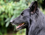 Belgian Shepherd Dog (Groenendael)