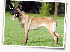 Belgian Shepherd Dog (Malinois)