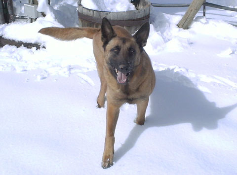 Belgian Shepherd Dog (Malinois)