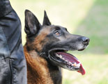 Belgian Shepherd Dog (Malinois)