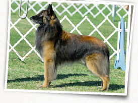 Belgian Shepherd Dog (Tervuren)