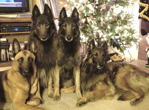 Belgian Shepherd Dog (Tervuren)