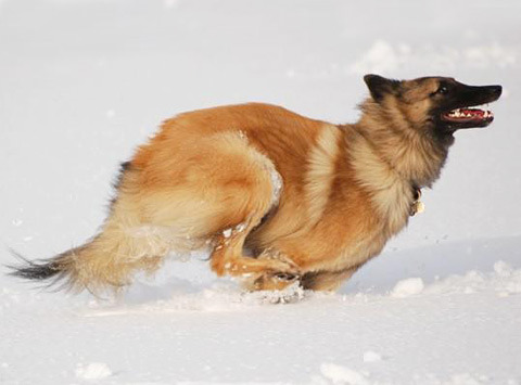 Belgian Shepherd Dog (Tervuren) Information