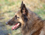 Belgian Shepherd Dog (Tervuren)