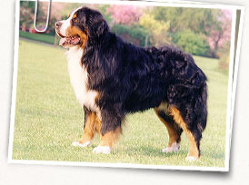 Bernese Mountain Dog