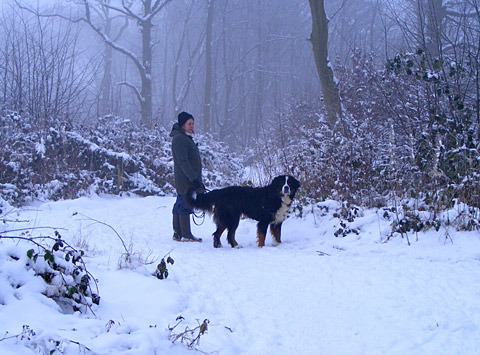 Bernese Mountain Dog