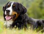 Bernese Mountain Dog