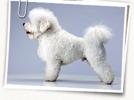 Bichon Frise