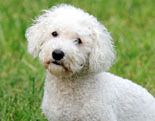 Bichon Frise