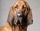 Bloodhound