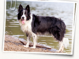 Border Collie