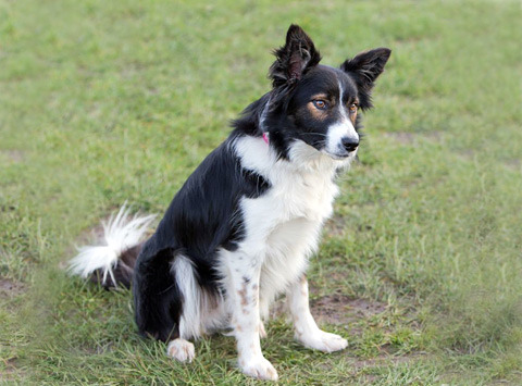 Border Collie