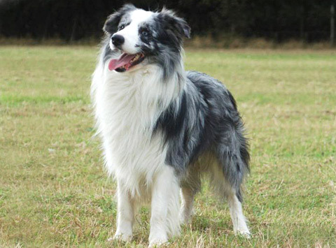 Border Collie