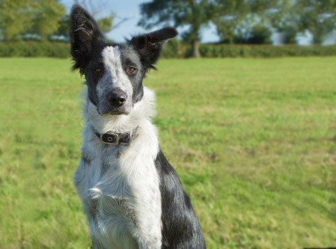 Border Collie