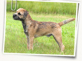 Border Terrier